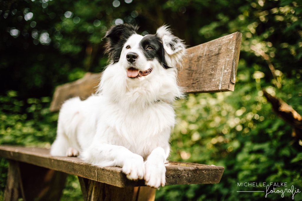 Professionelles Foto von einem schwarz-weißen Hund im Wald, der auf einer Bank liegt