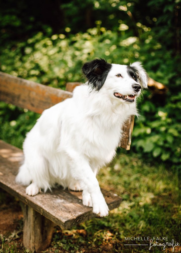 Professionelles Foto von einem schwarz-weißen Hund im Wald auf einer Bank