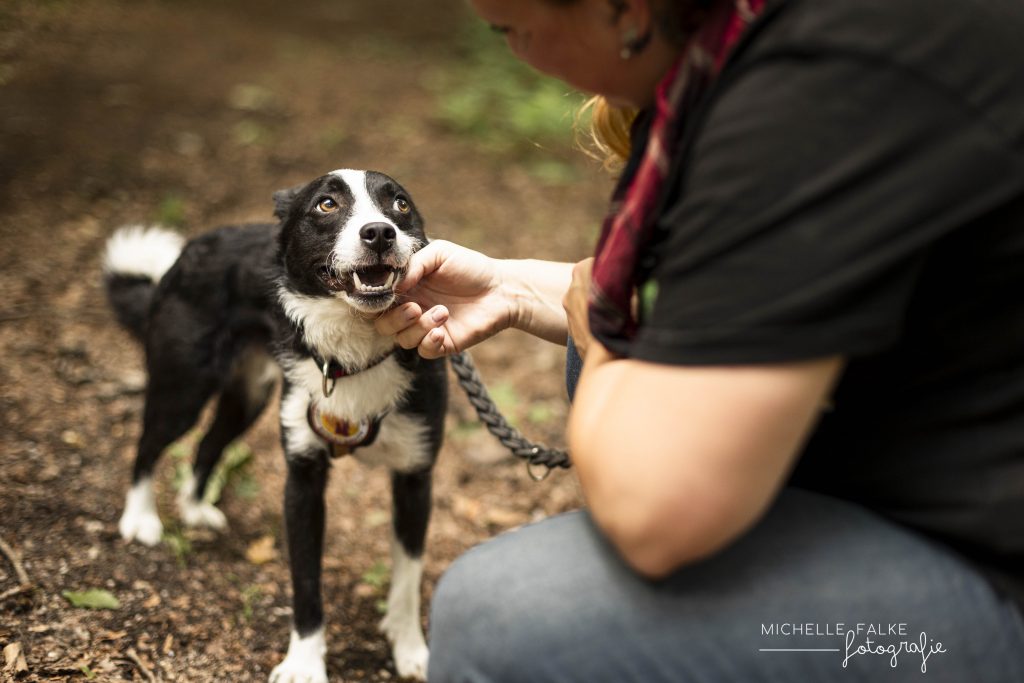 Professionelles Foto von einem schwarz-weißen Hund im Wald