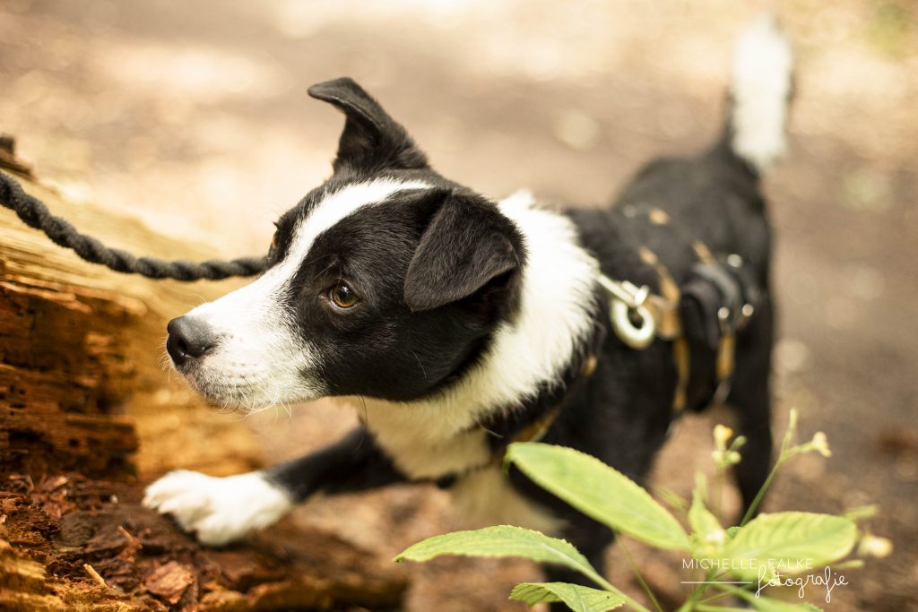 Professionelles Foto von einem schwarz-weißen Hund im Wald