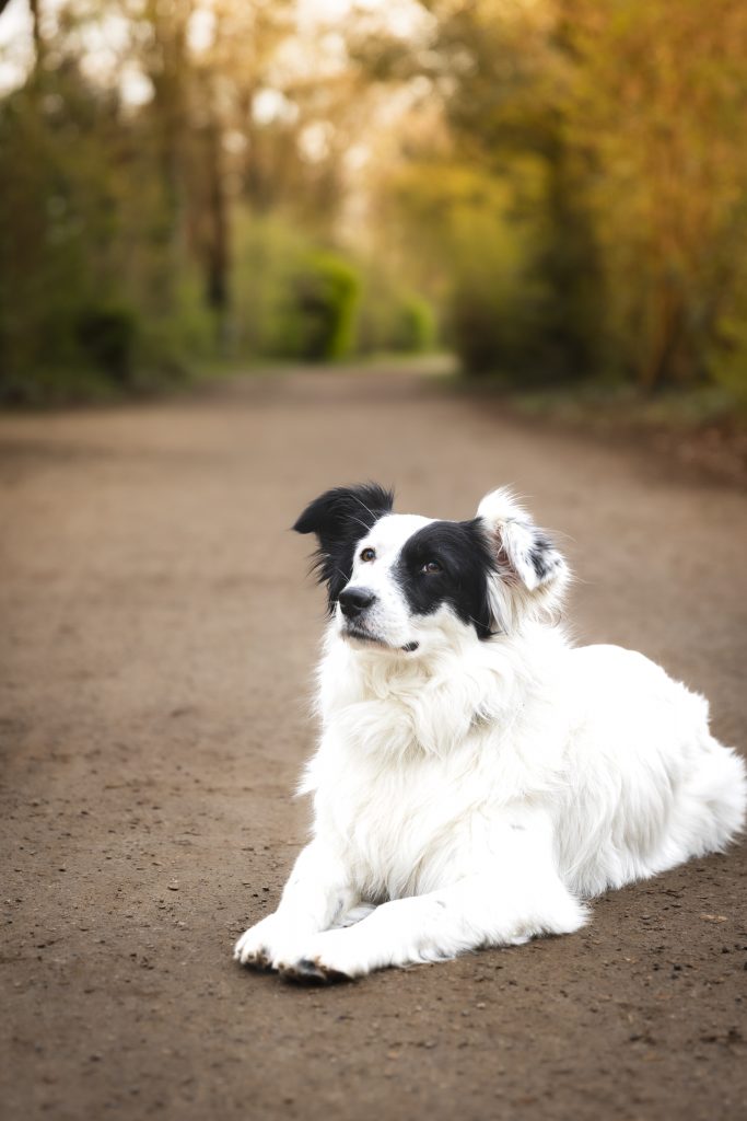 Professionelles Foto von einem Tierschutzhund