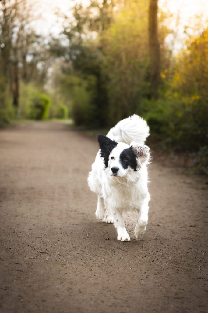 Professionelles Foto von einem Tierschutzhund